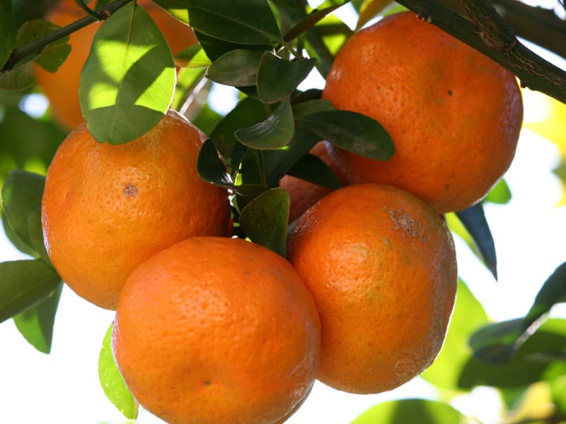 La mandarine, l'agrume star de l'hiver à insérer dans vos recettes de  pâtisserie et de cuisine