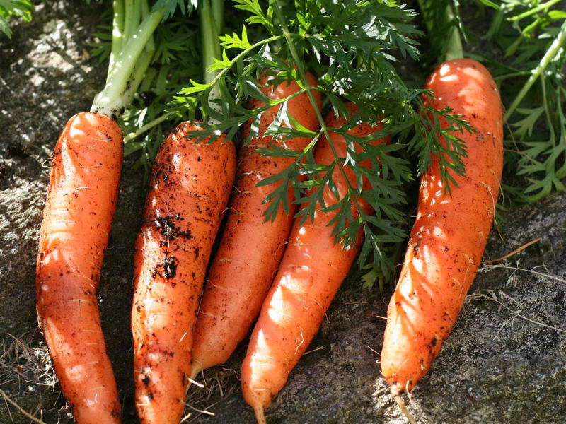 Régalez-vous avec nos recettes de carottes à cuisiner de multiples façons