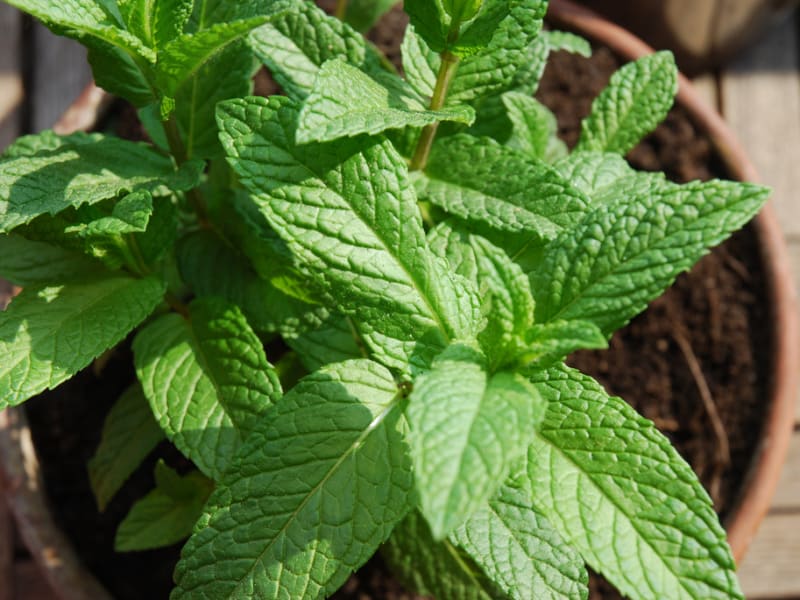 La feuille de menthe apporte une touche de fraîcheur à une foule de  recettes : une salade, une crème glacée, etc.