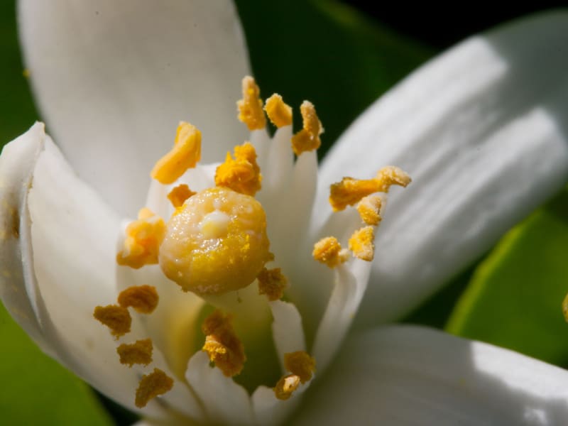 Recettes de fleur d'oranger et de fruits