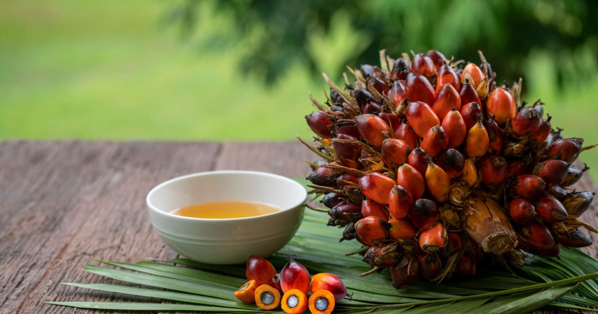Pour votre bien être, découvrez les vertus de l'huile de palme - Socfin