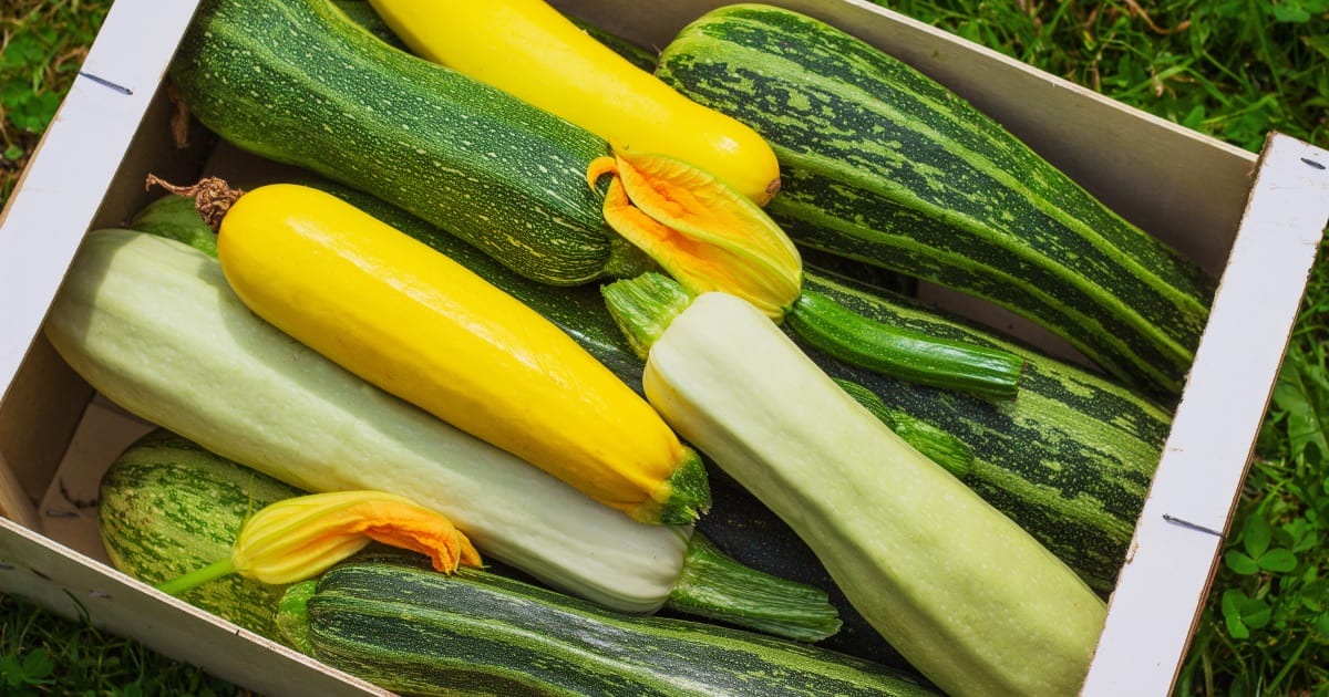 Les courgettes - Histoire, variétés et cuisine des courgettes