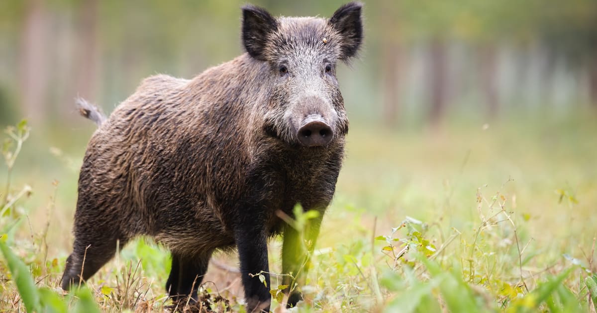 Sanglier et marcassin - Savoir cuisiner les gibiers