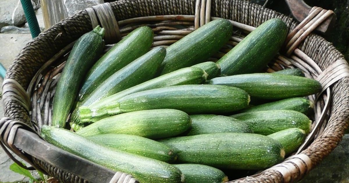 Courgette (légumes)