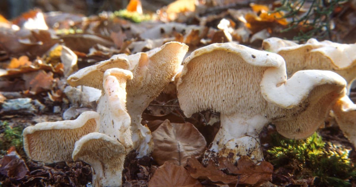 Pieds de mouton et curry : des recettes faciles et originales