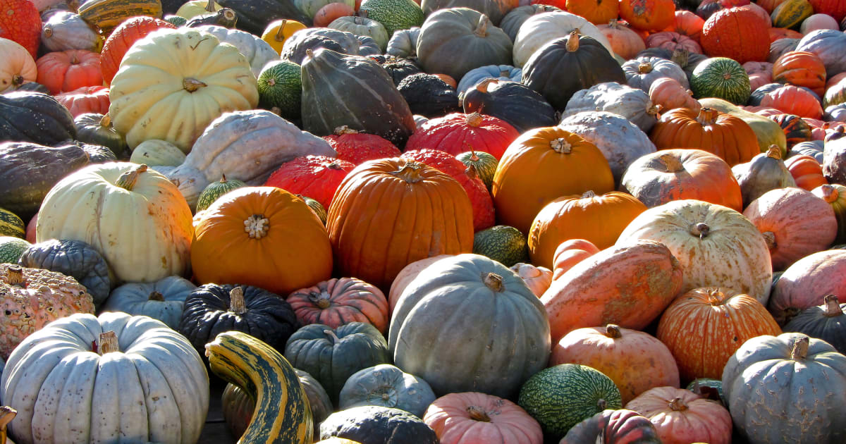 Regalez Votre Famille Avec Toutes Nos Suggestions De Recettes De Courges Citrouilles Potirons Et Potimarron Regalez Votre Famille Avec Toutes Nos Suggestions De Recettes De Courges Citrouilles Potirons Et Potimarron