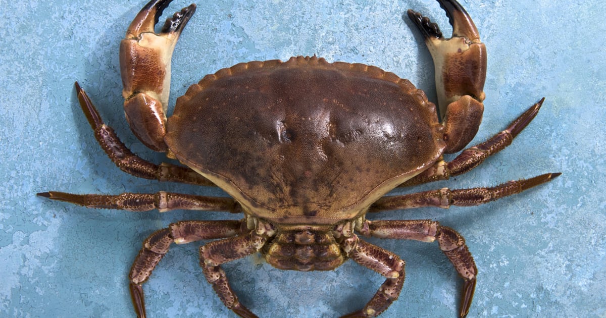 PINCES DE CRABE TOURTEAU ET LEUR MAYONNAISE A L'AIL DES OURS