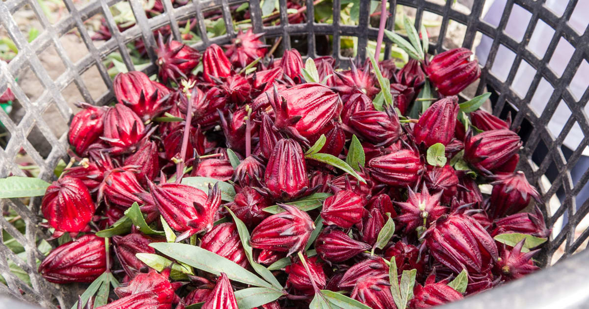 Fleur d'hibiscus séchée Bio, Bissap - Bienfaits, recettes, culture