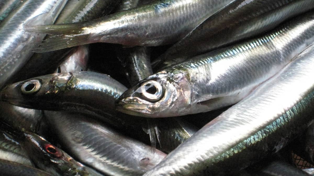 Sardines en vrac
