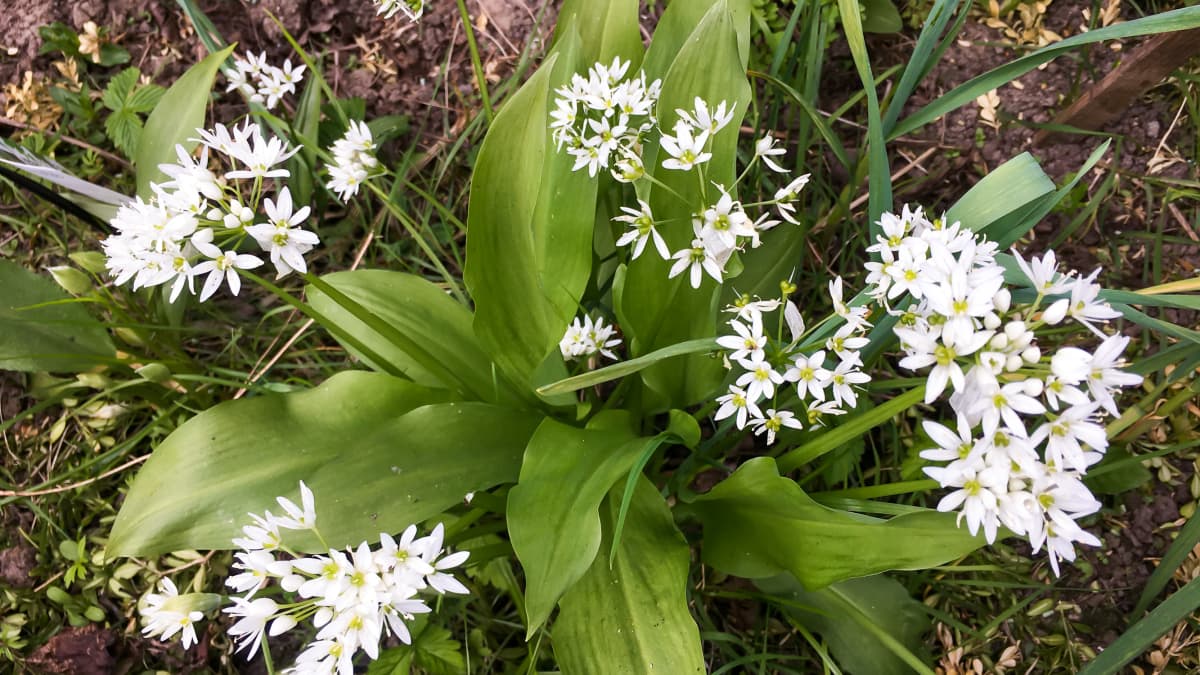 Bouquet d'ail des ours au jardin