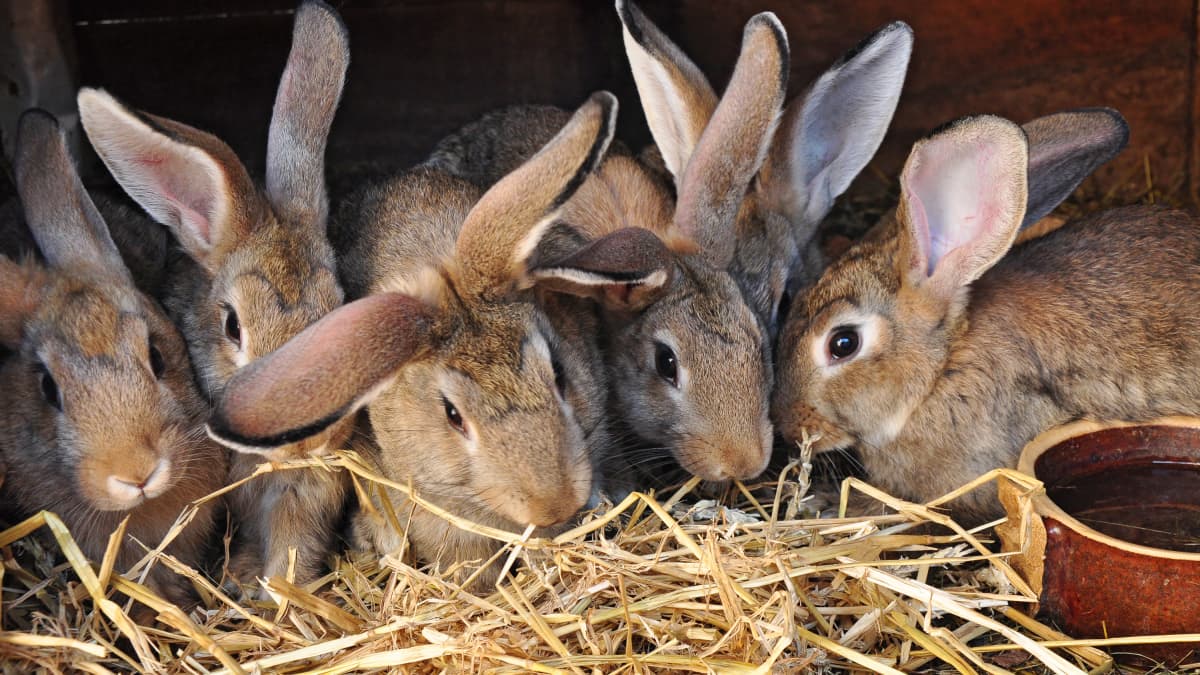 Lapins en clapier