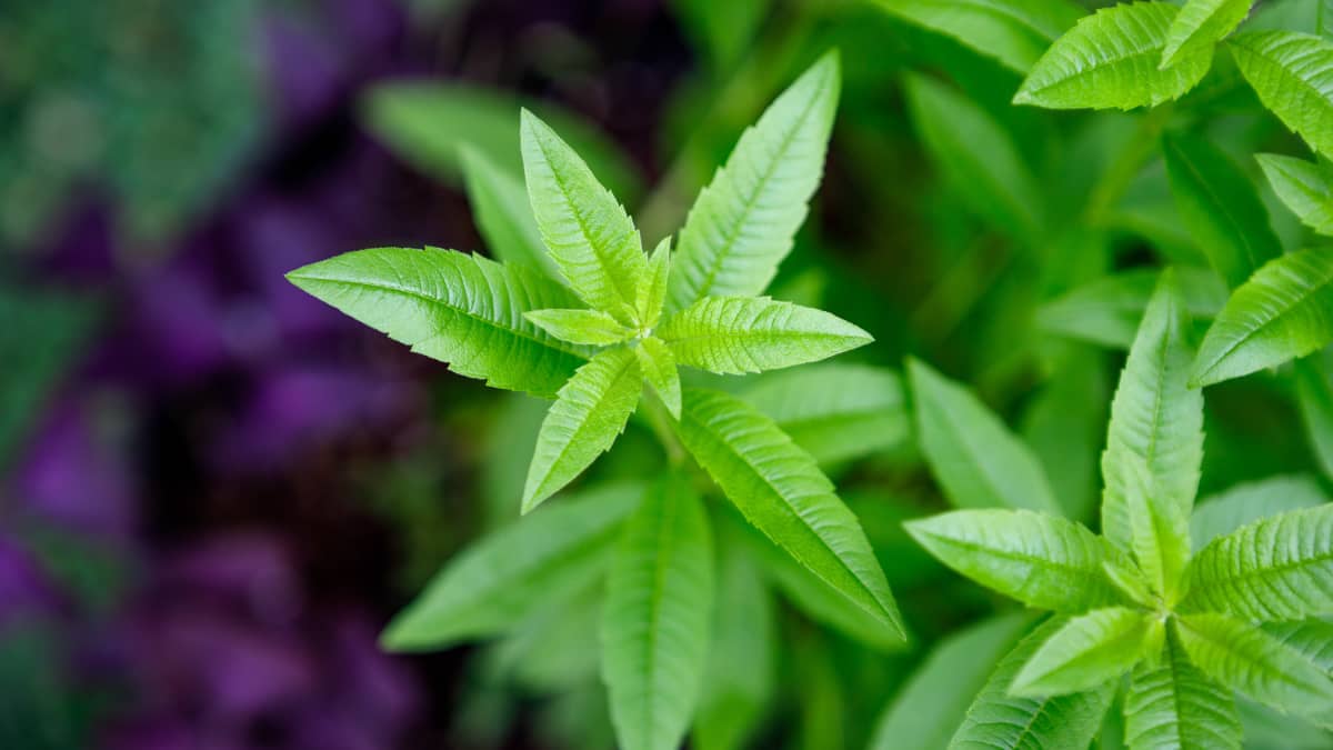 Verveine