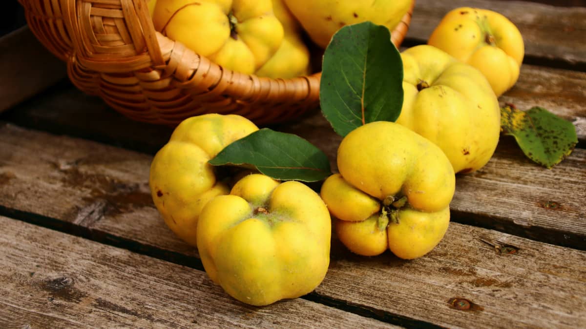 Coings fraîchement ramassés dans un panier sur une table en bois 