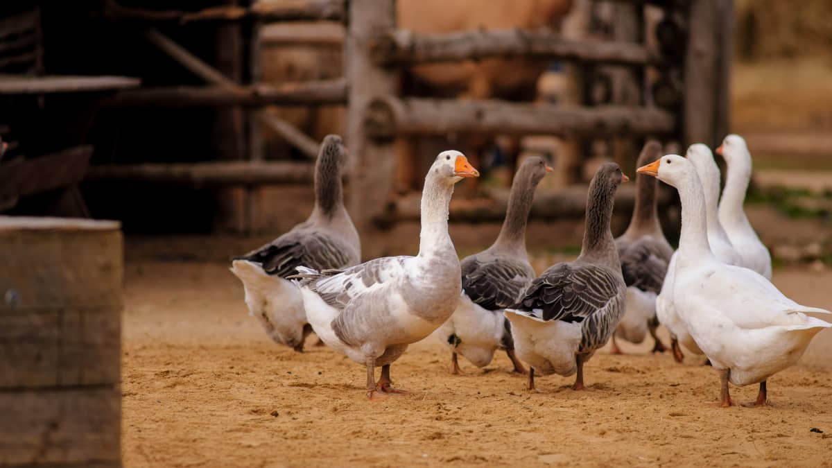 Un troupeau d'oie dans une ferme