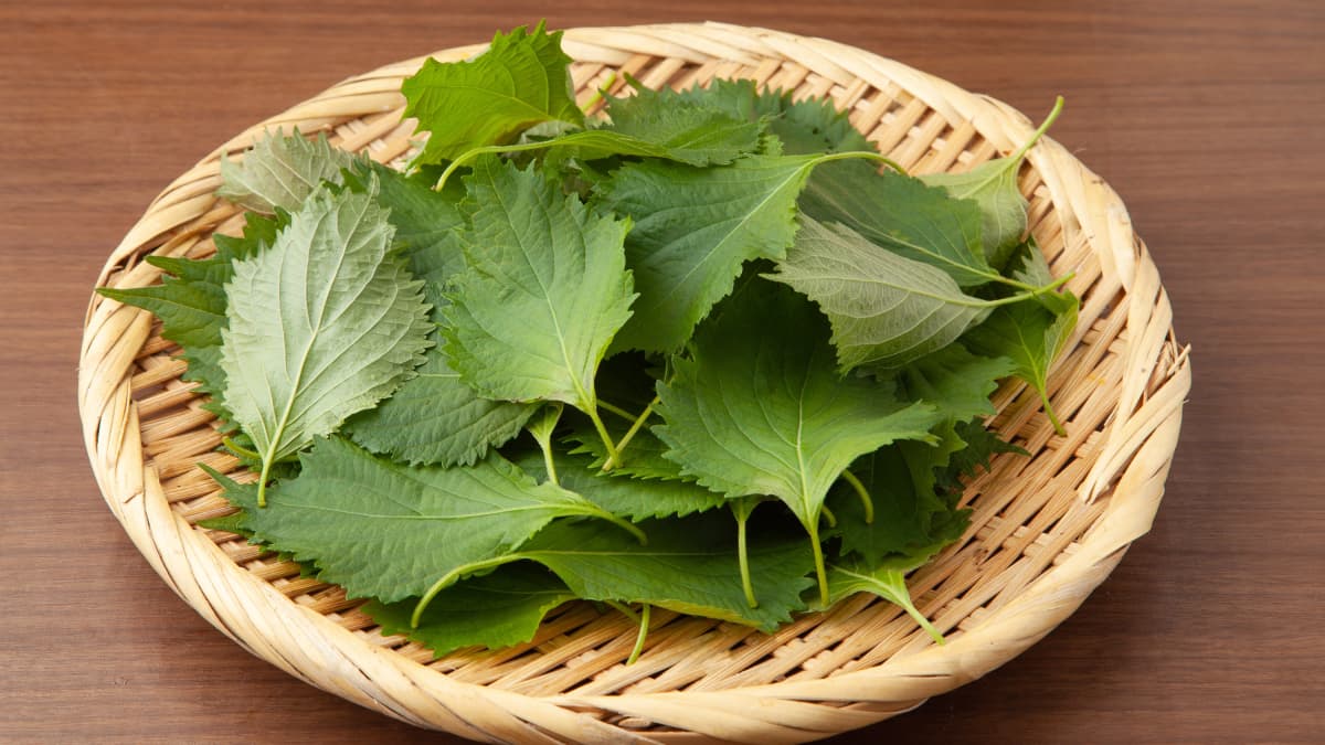 Feuilles de shiso dans une assiette en osier