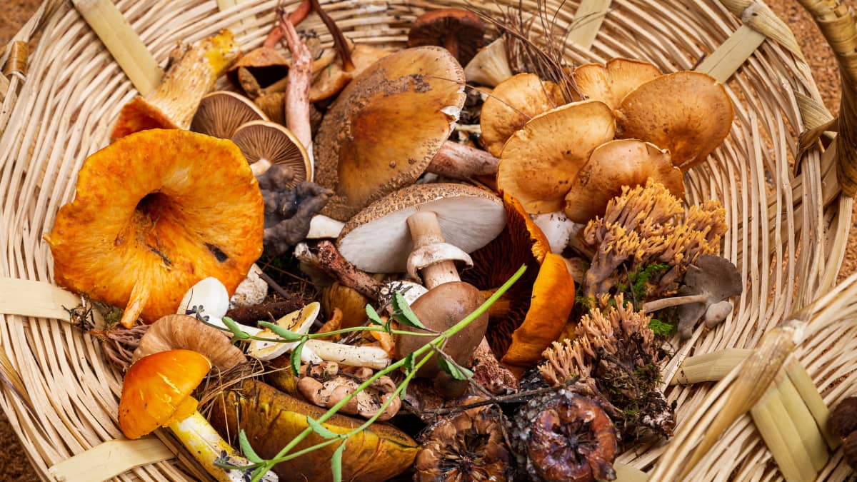 Panier de champignons de cueillette