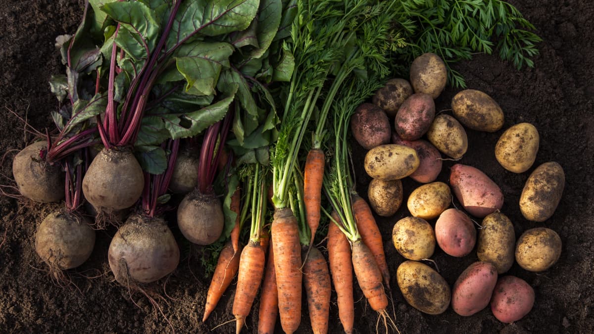Carottes crues fraîches, betteraves et pommes de terre sur le sol du jardin