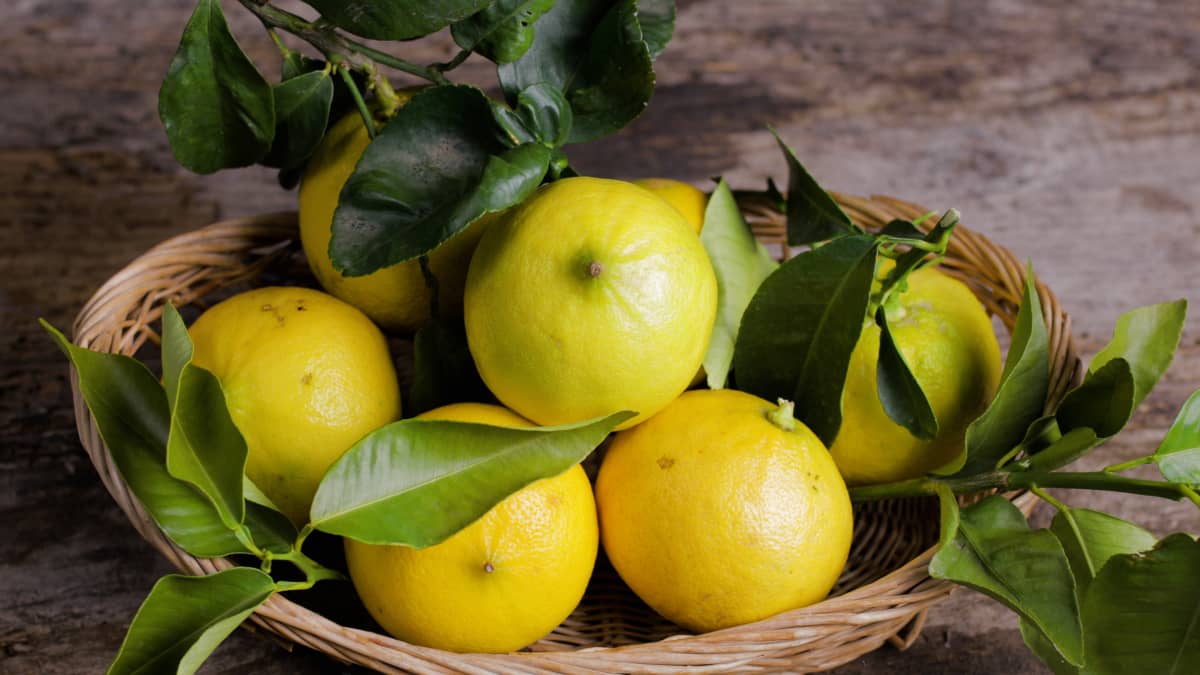 Bergamotes de Calabre