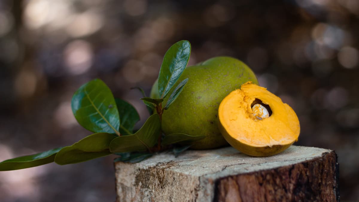 Lucuma