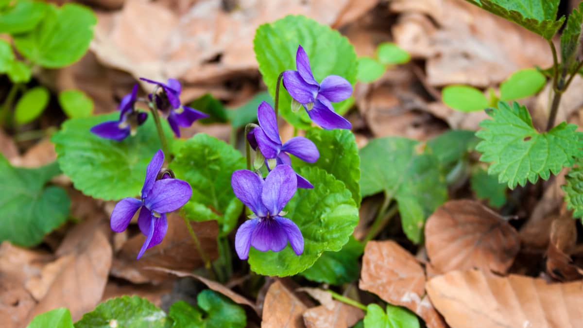 Violettes en sous-bois