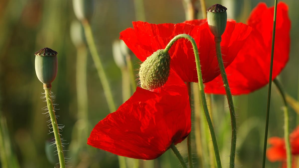 Coquelicots.
