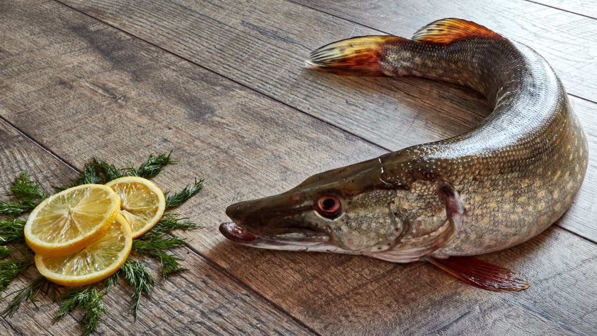 Brochet de rivière