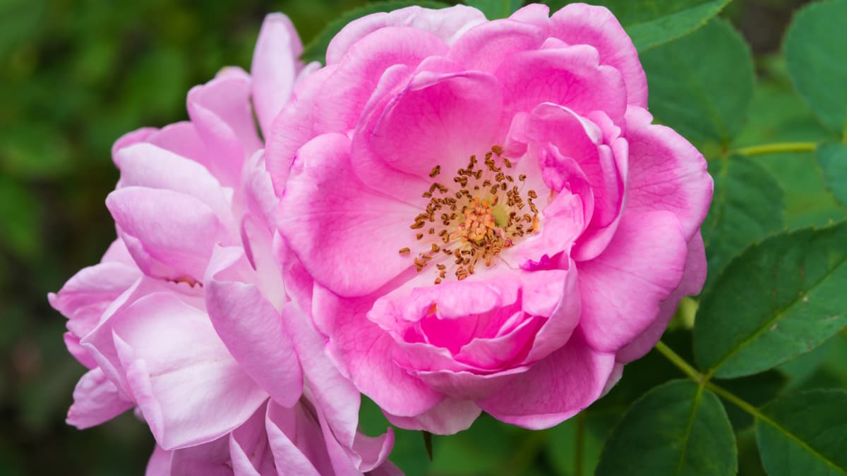 Roses de Damas