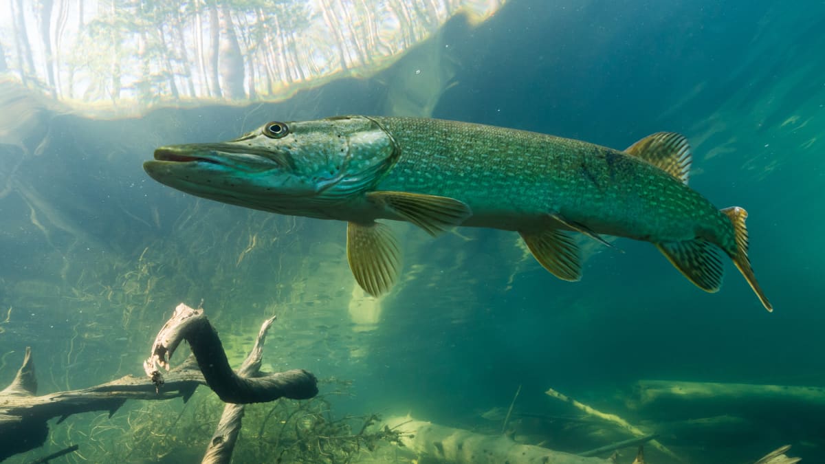 Brochet de rivière