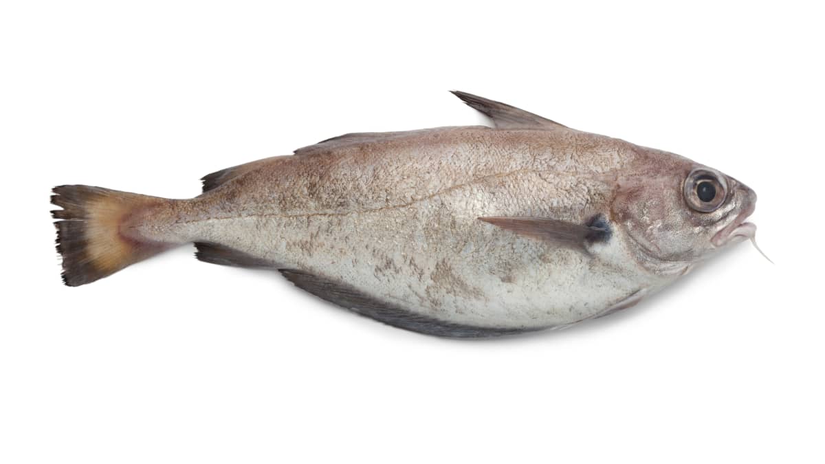 Tacaud