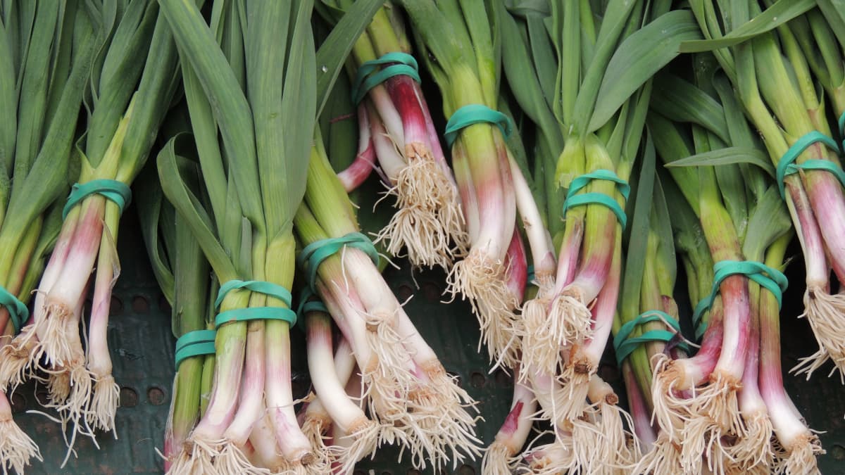 Bottes d'aillet sur le marché