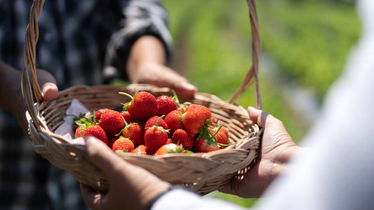 Panier de fraises de mains en mains