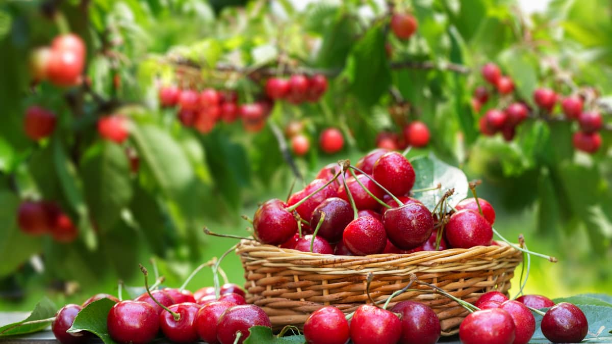 Panier de cerises