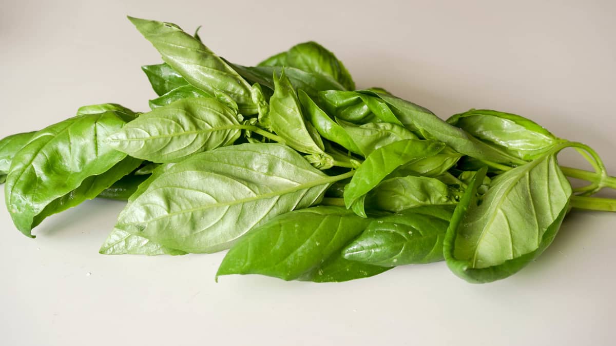 Basilic