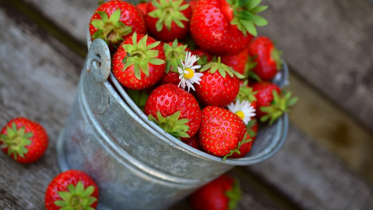 Fraises dans un petit seau en fer blanc