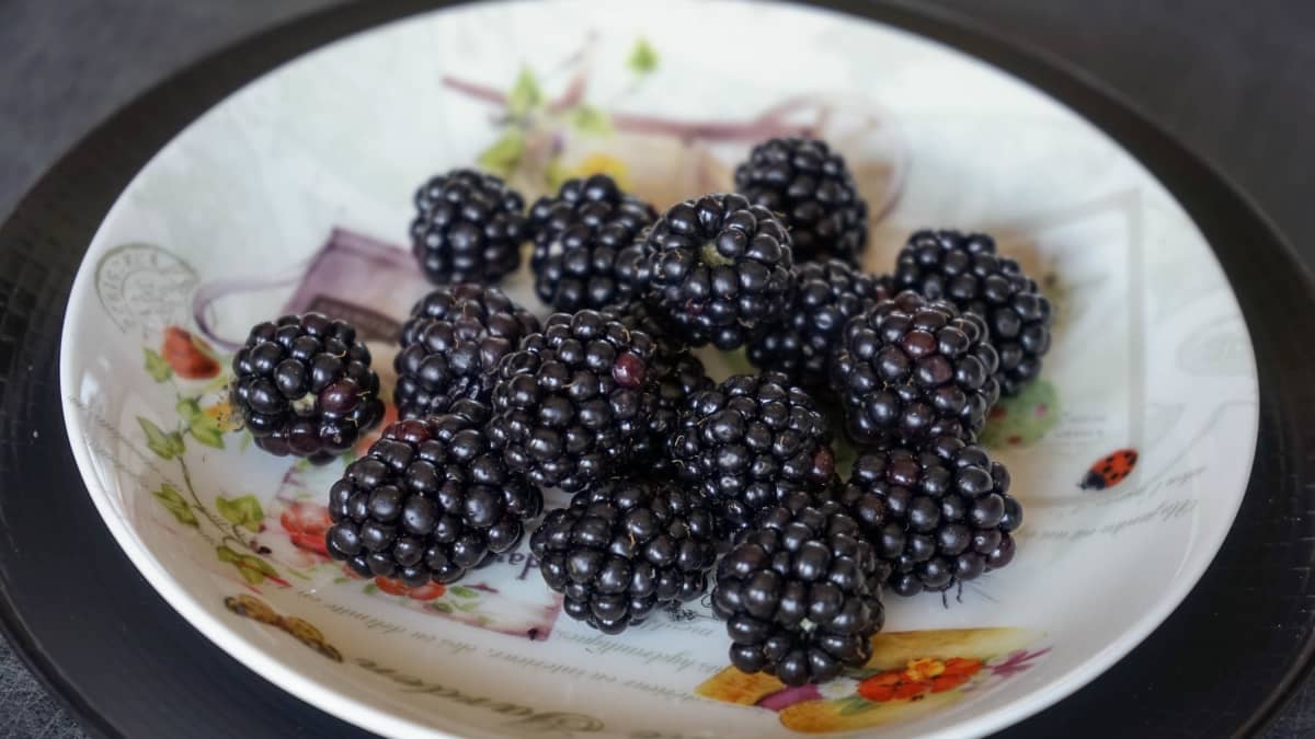 Assiette de mûres sauvages