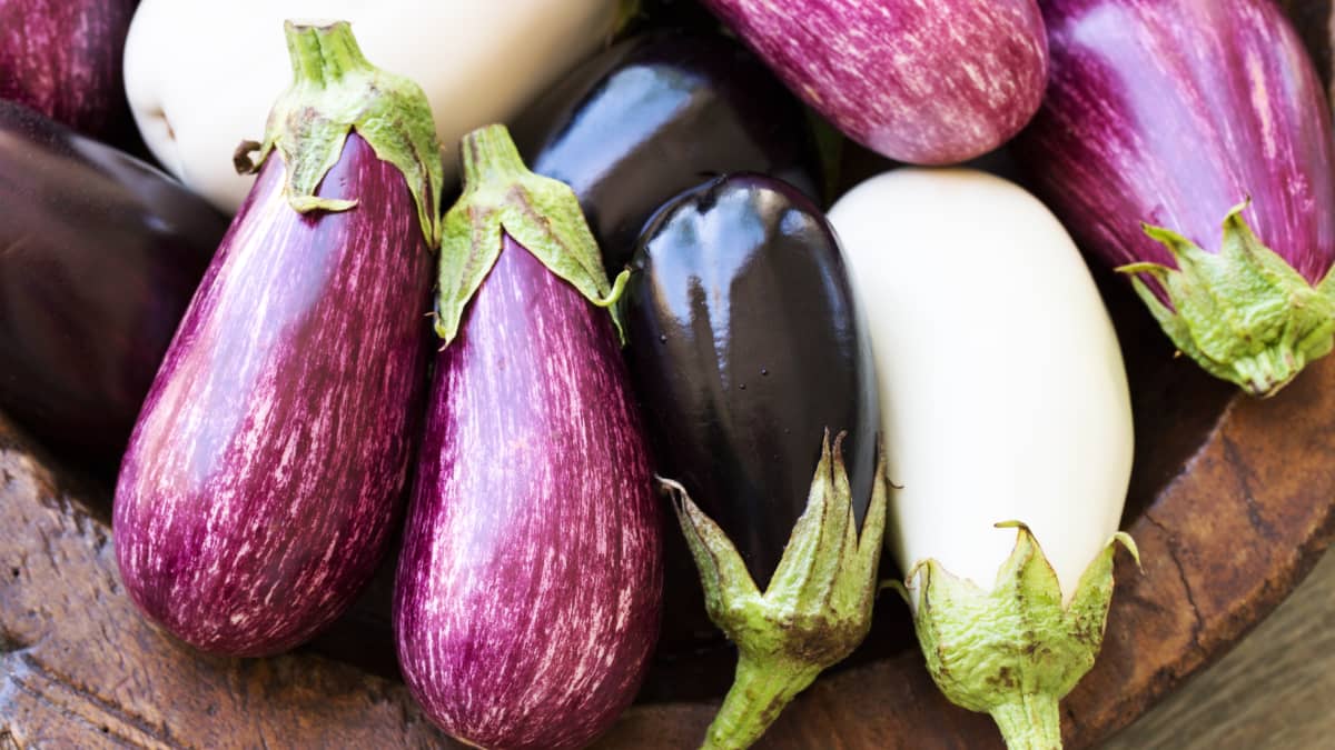 Différentes variétés d'aubergines
