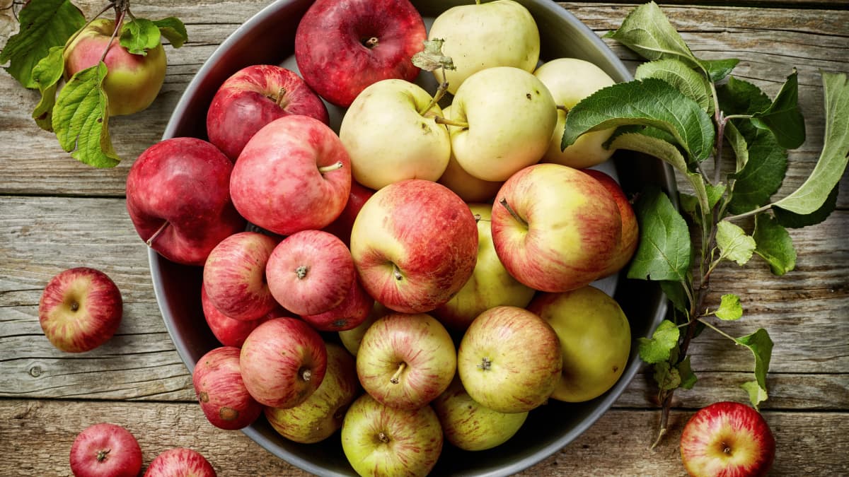 Pommes fraîchement cueillies