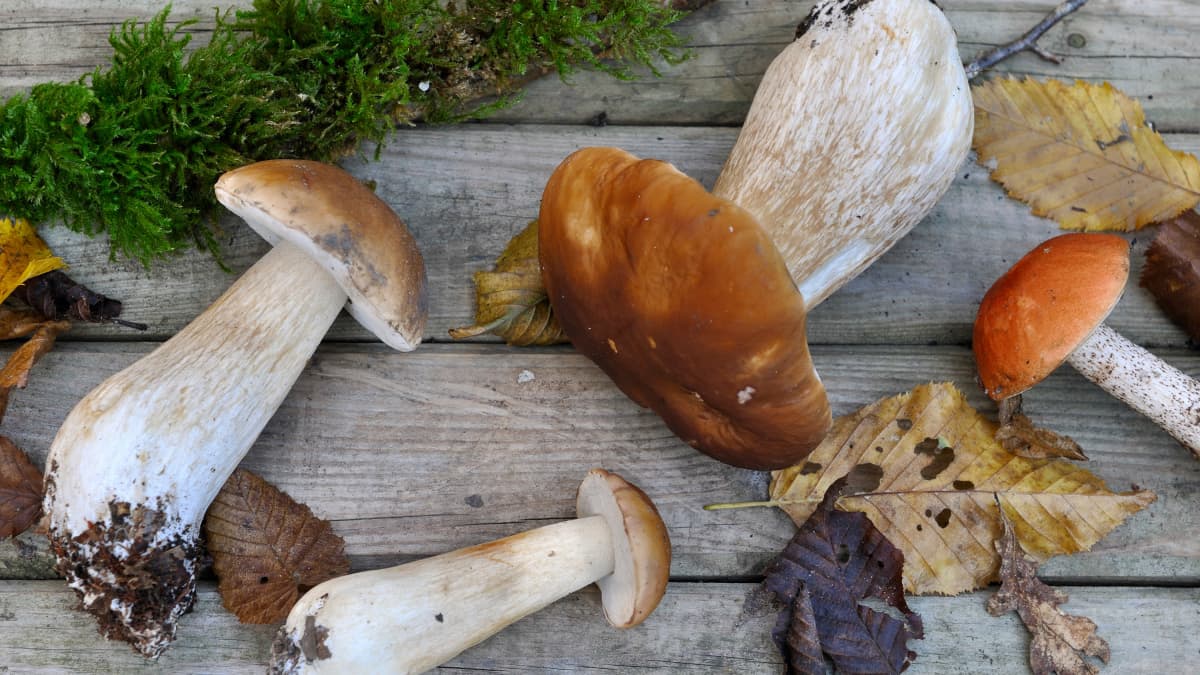 Cèpes et bolets sur une planche en bois
