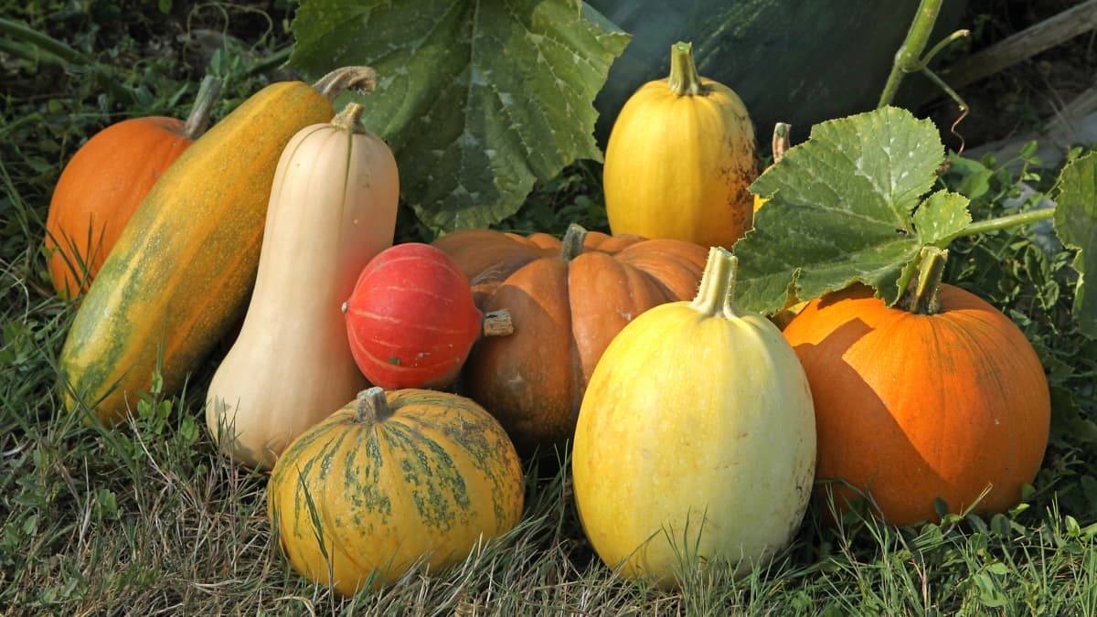Différentes variétés de courges