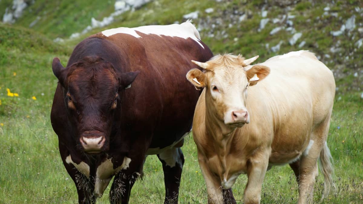 Le boeuf - Races, labels et qualité