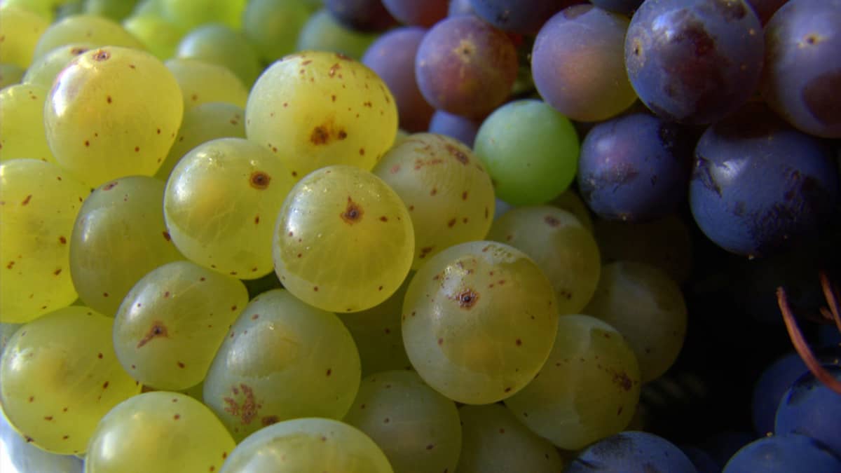 Noir, blanc ou rouge, le raisin a toute sa place dans une multitude de ...