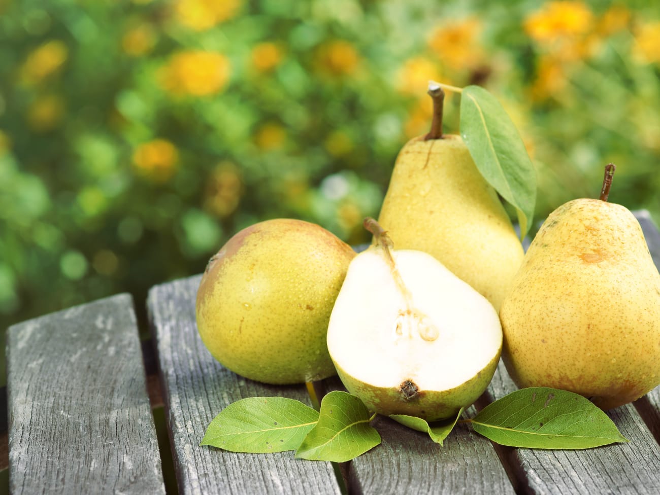 Poires à la cueillette