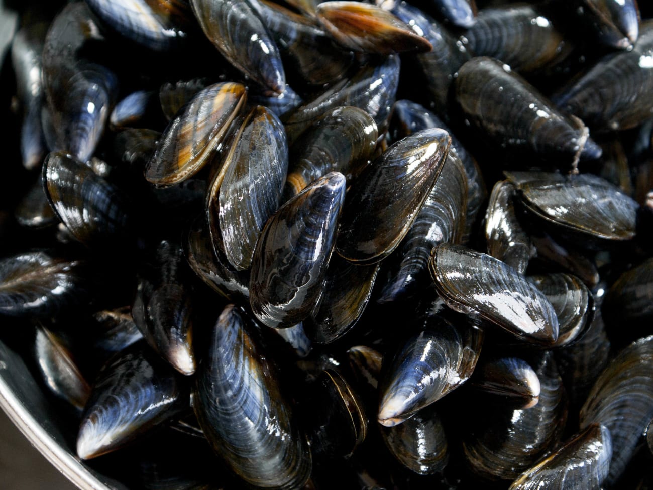 Les moules - Différentes espèces de moules et modes de production.