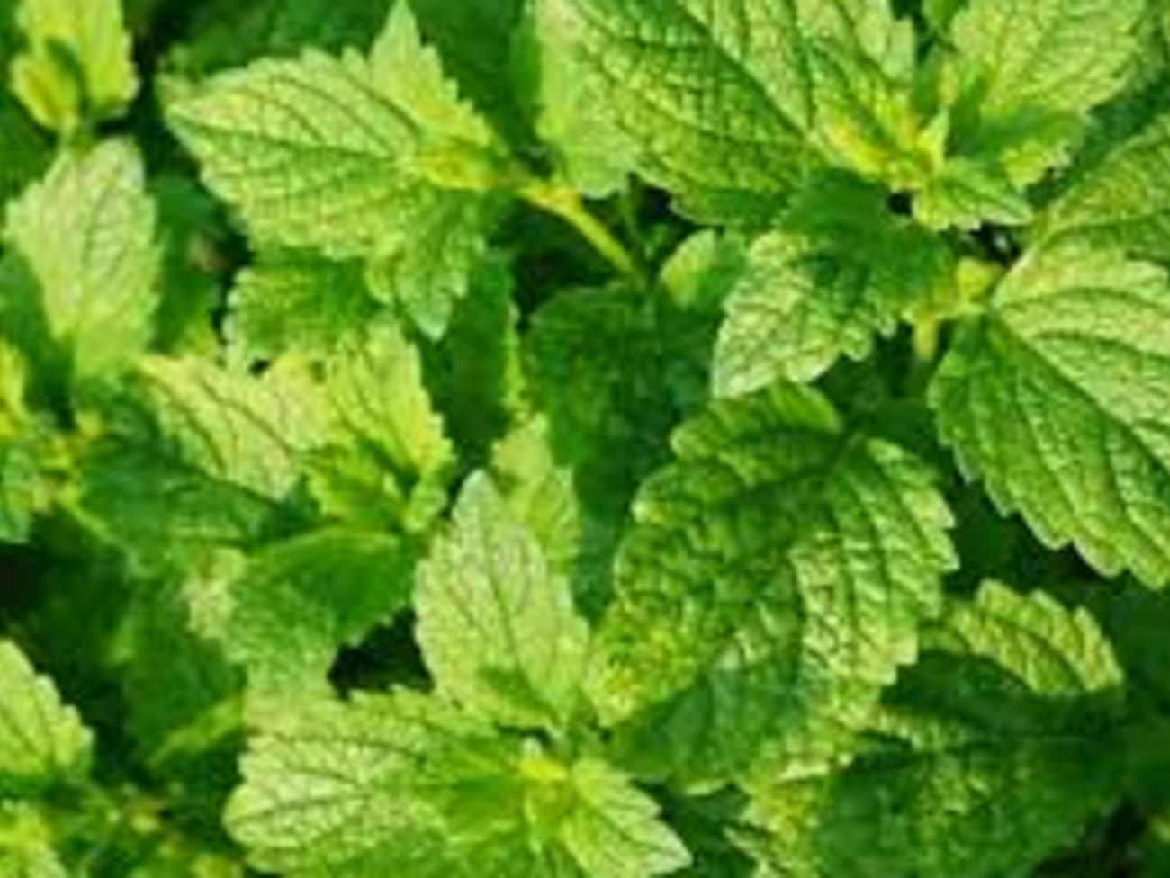 Tisane de menthe verte (infusion) - Recette par Danie11