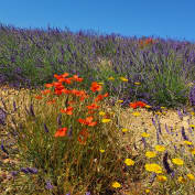 Un déjeuner en Provence