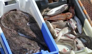 Saisonnalité des poissons et fruits de mer