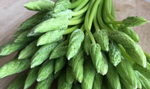 L’asperge des bois est-elle comestible ? Pas pour tout le monde d’après l’ANSES