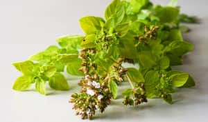 Marjolaine et origan