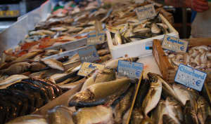 Les poissons les plus courants