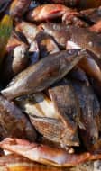 Différents poissons d'eau de mer sur un étal de marché